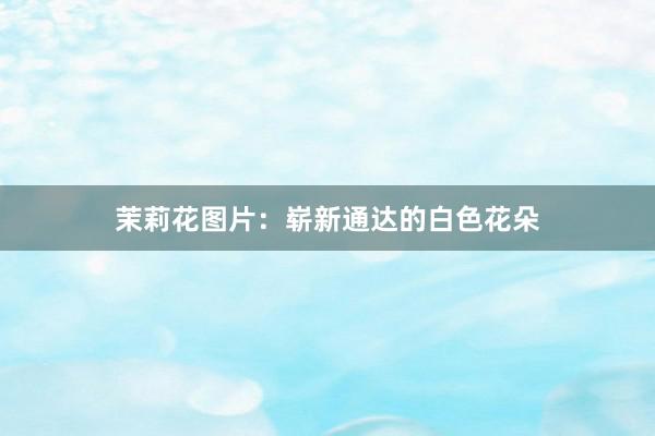 茉莉花图片:崭新通达的白色花朵